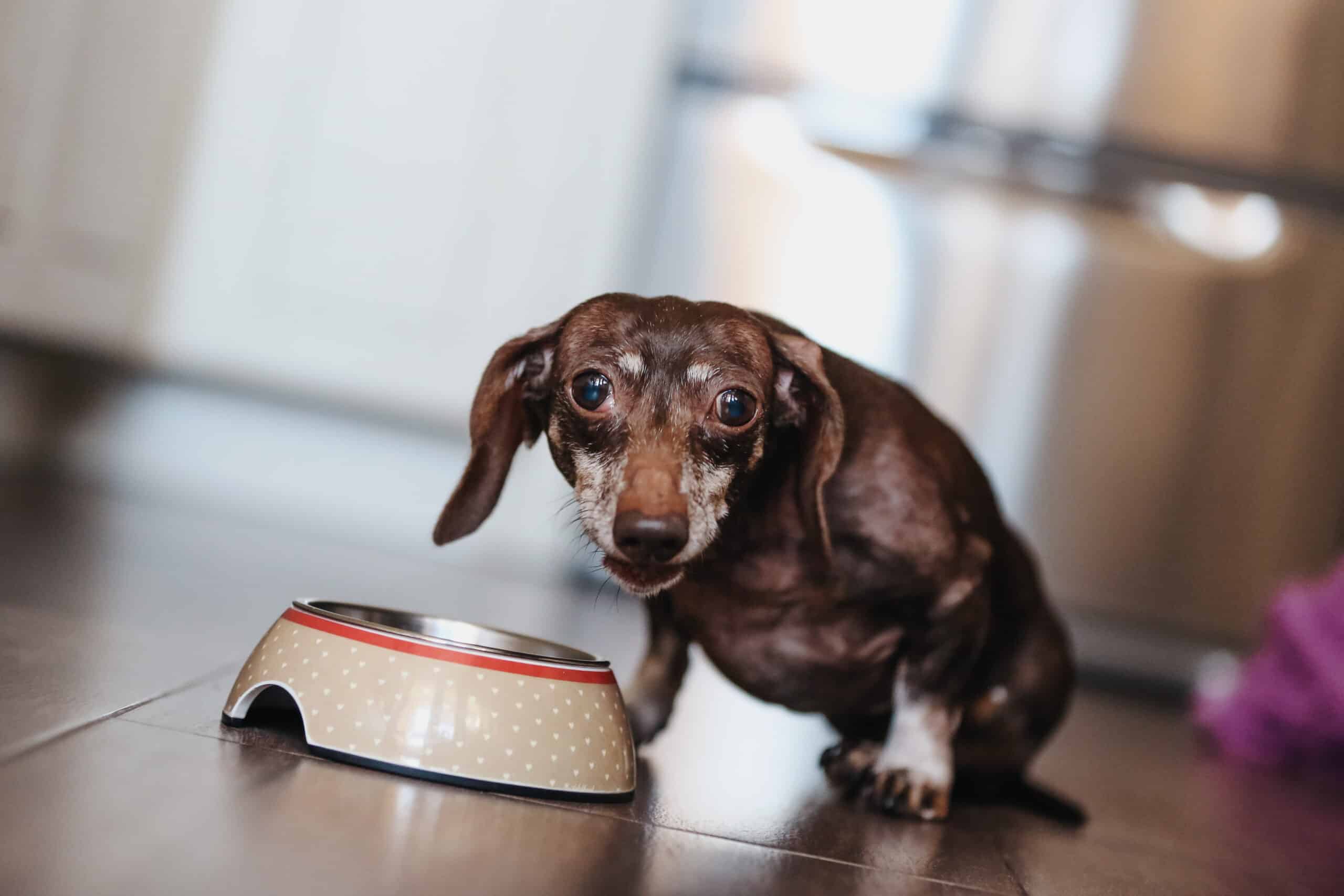 What to Feed a Dog With Arthritis: Comprehensive Guide