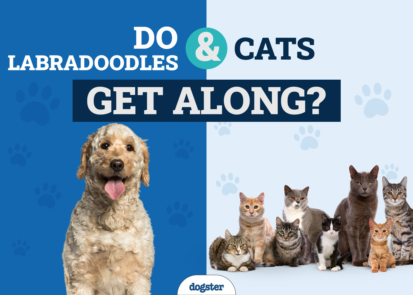 Will a Labradoodle Get Along With My Cat? 7 Tips to Introduce Them