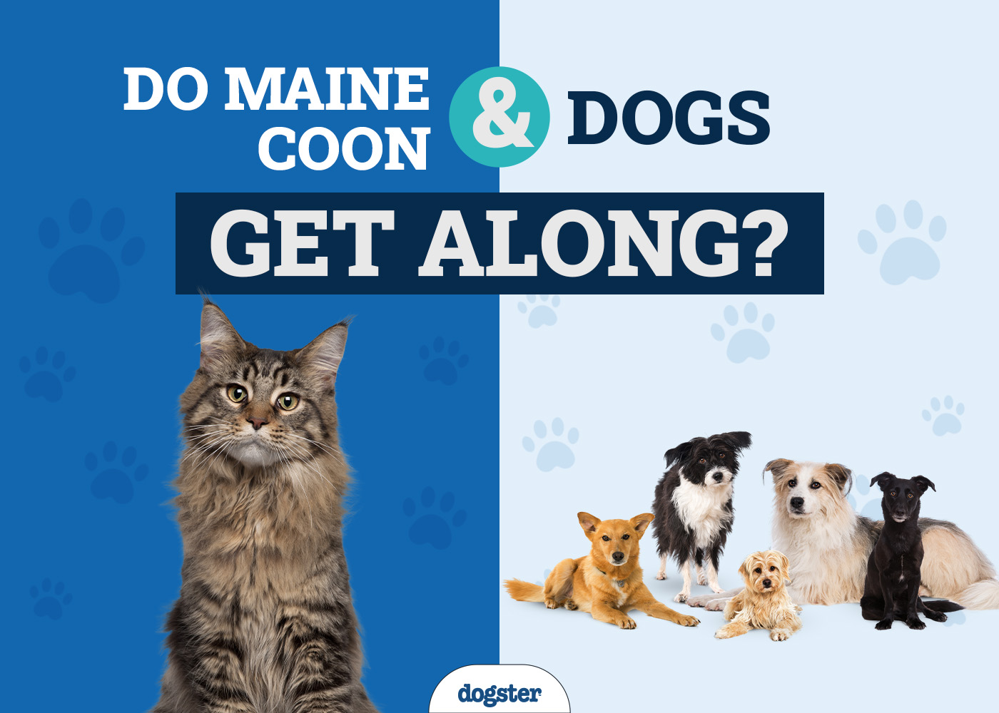 Do Maine Coons Get Along With Dogs? Vet-Reviewed Introduction & Safety Tips