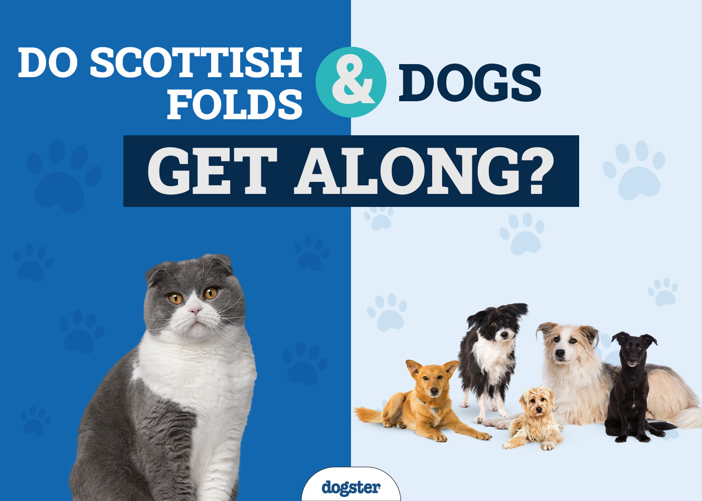 Do Scottish Folds Get Along With Dogs? Introduction & Safety Tips