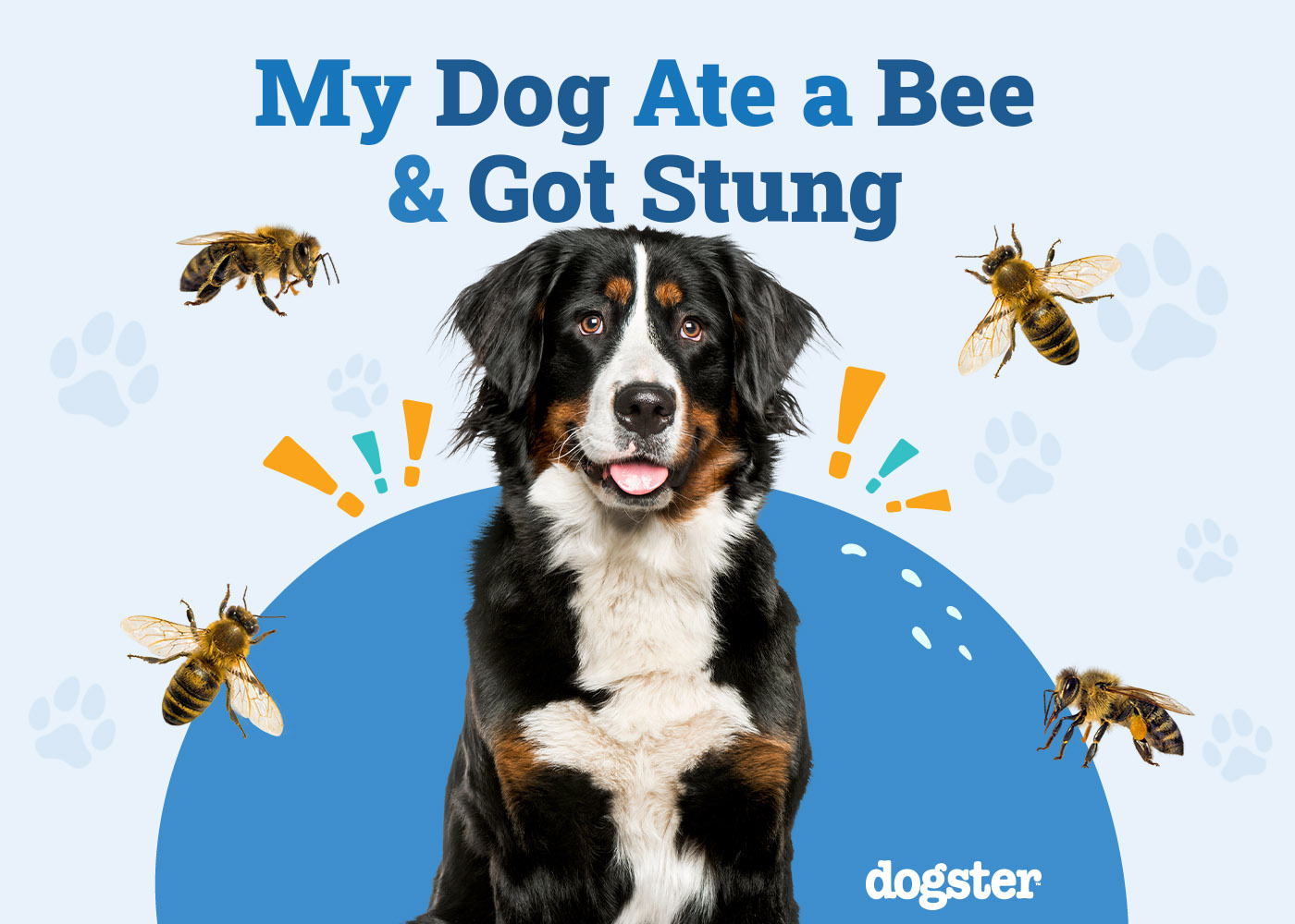 My Dog Ate a Bee & Got Stung: Our Vet Explains What to Do