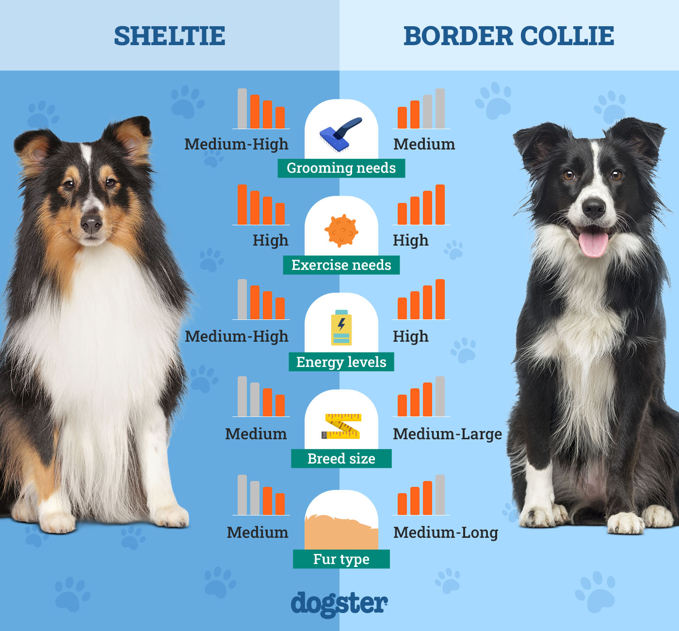 Dogster_Side by Side Comparison_ Sheltie vs Border Collie