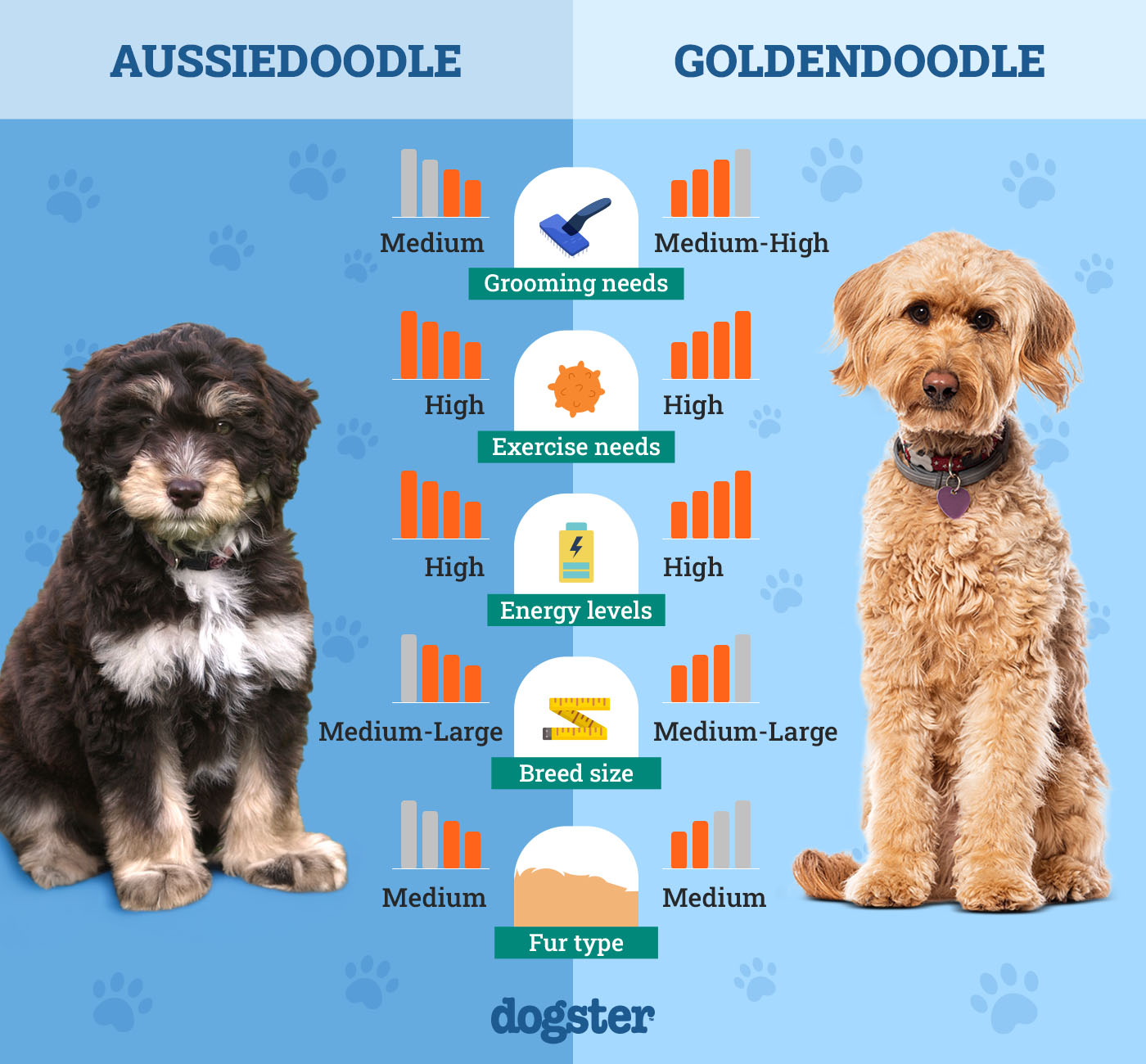 Dogster_Side by Side Comparison_Aussiedoodle vs Goldendoodle