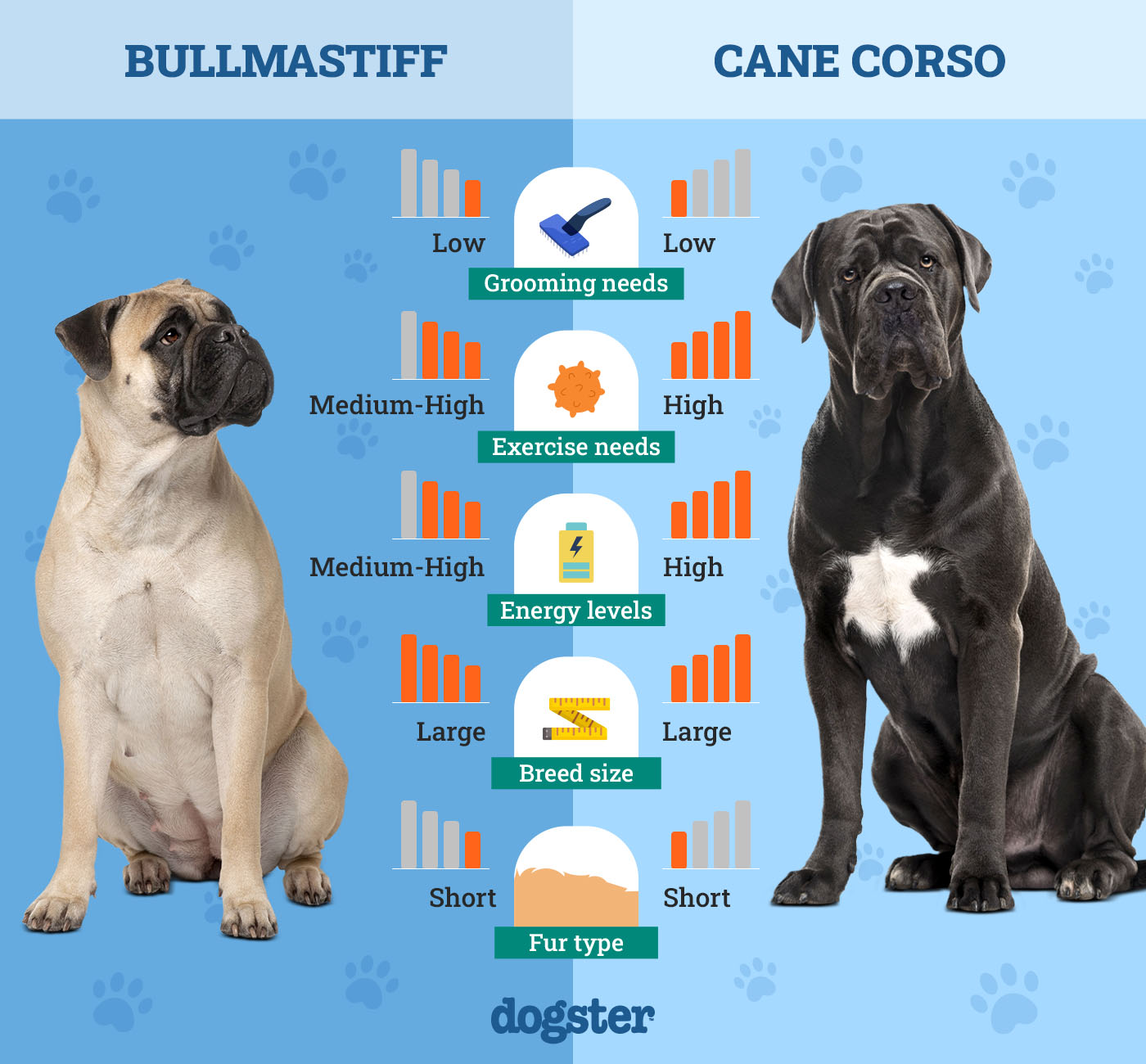 Dogster_Side by Side Comparison_Bull Mastiff vs Cane Corso