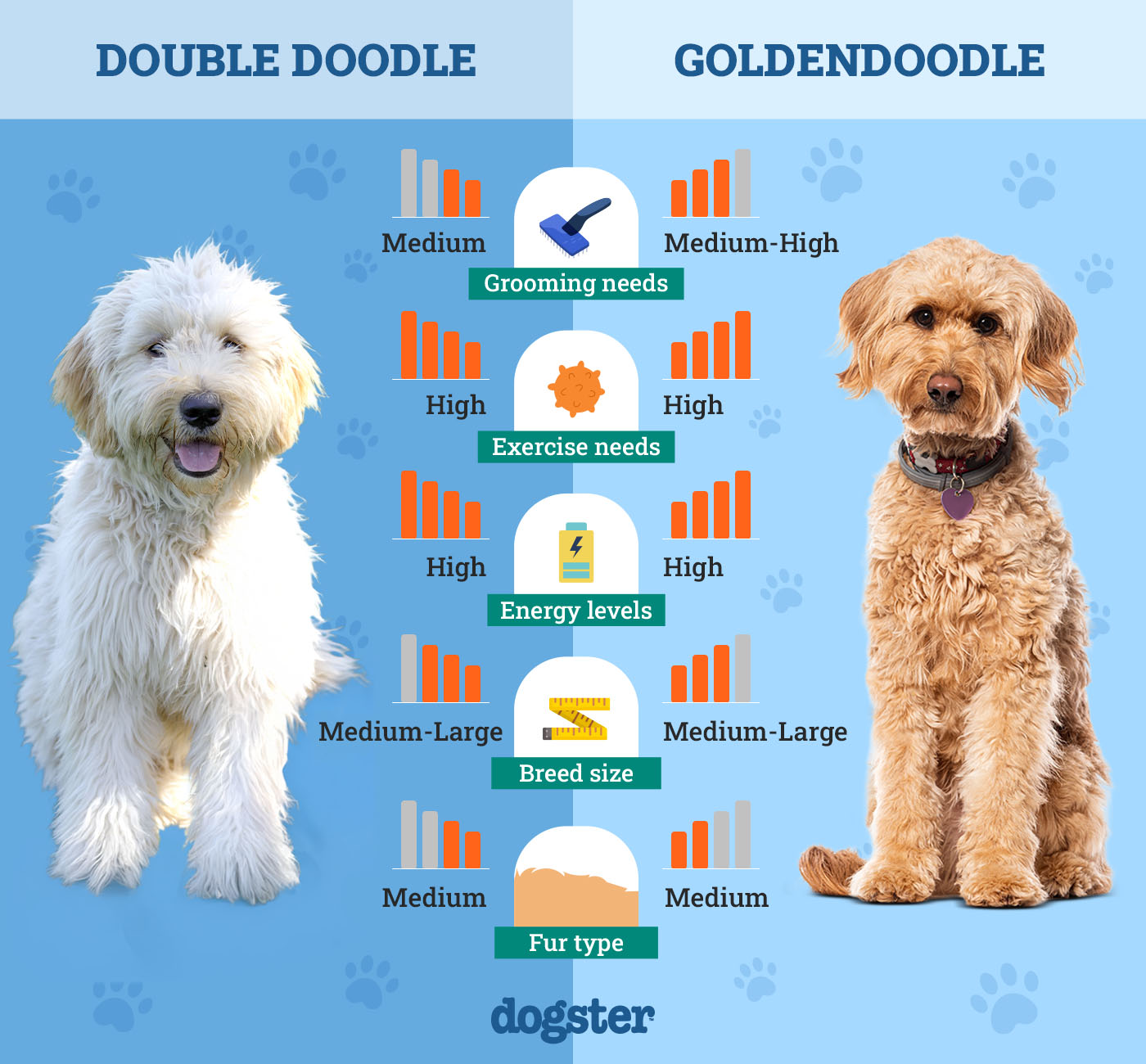 Dogster_Side by Side Comparison_Double Doodle vs Goldendoodle