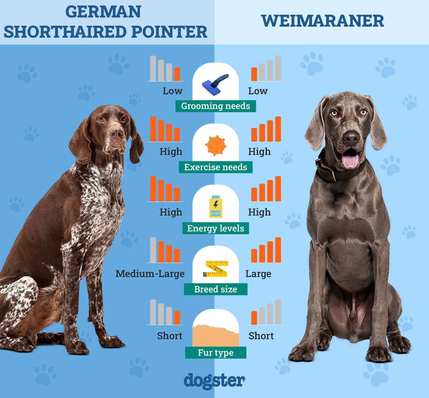Dogster_Side by Side Comparison_German Shorthaired Pointer vs Weimaraner