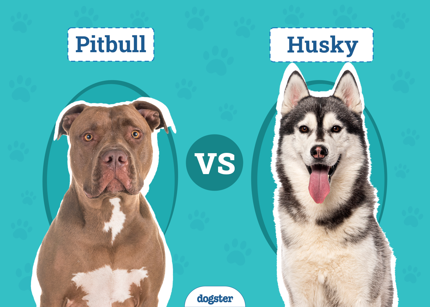 Pitbull vs. Husky: Notable Differences (With Pictures)
