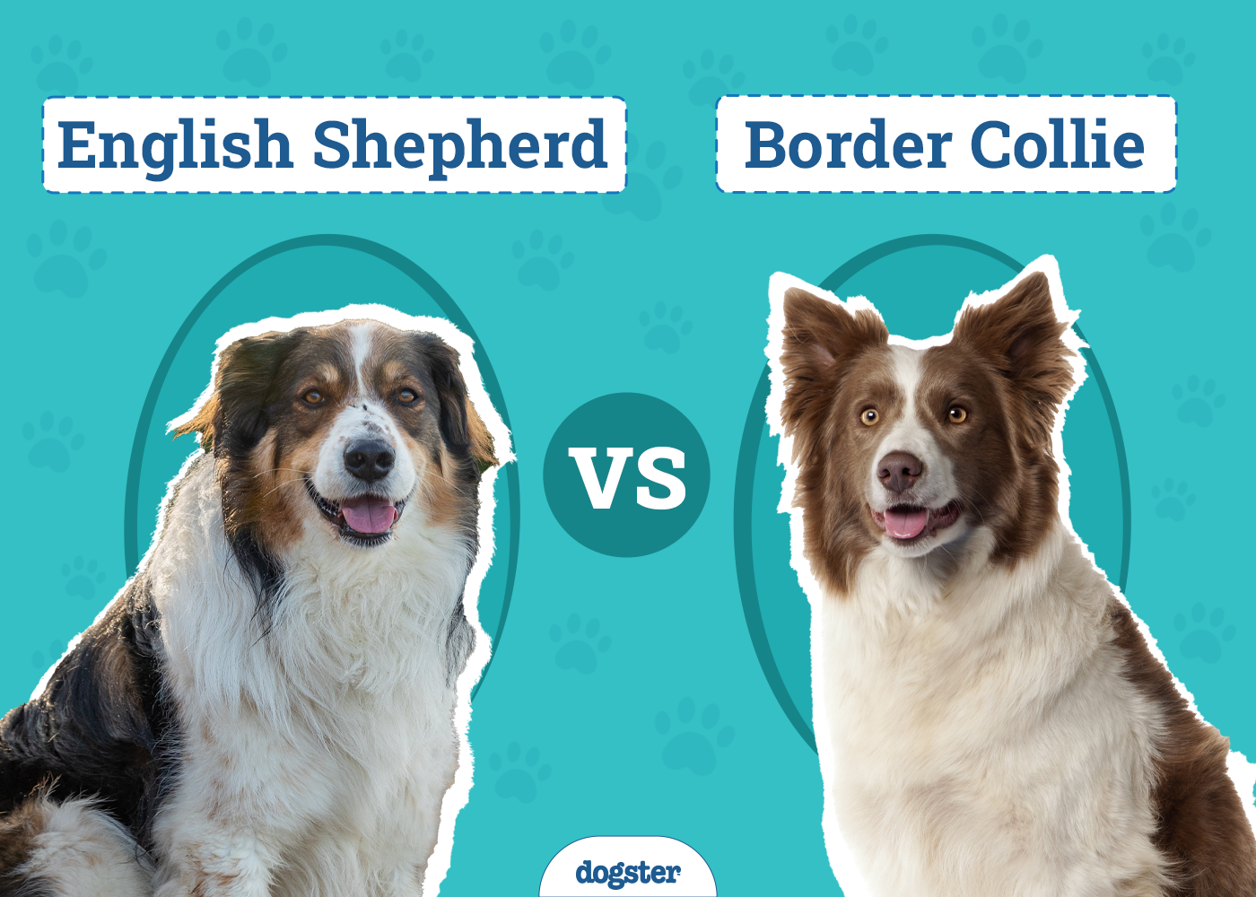 English Shepherd vs. Border Collie: The Differences (With Pictures)