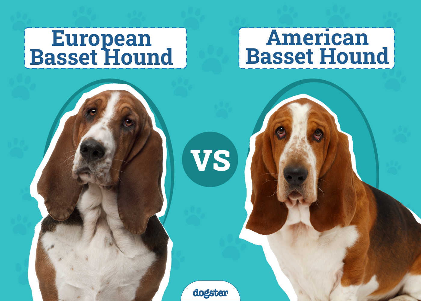 European vs. American Basset Hound: Main Differences (With Pictures)