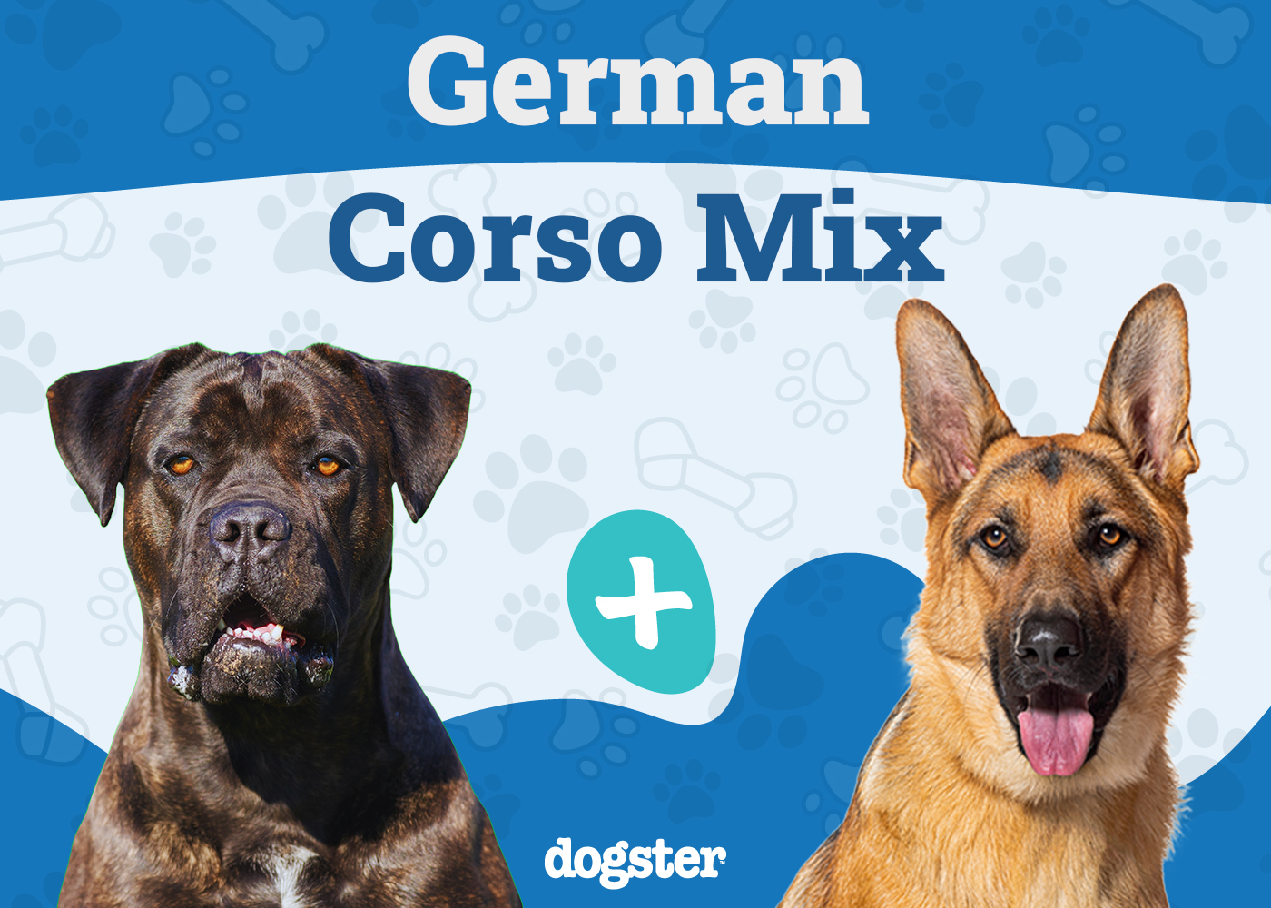 German Corso (Cane Corso & German Shepherd Mix): Info, Pictures, Care & More
