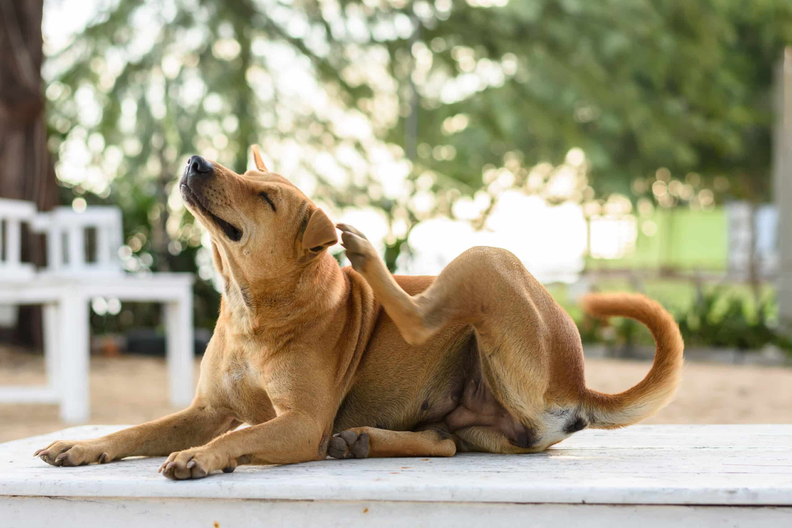 Why Is My Dog Itching All of a Sudden? 5 Vet-Reviewed Causes