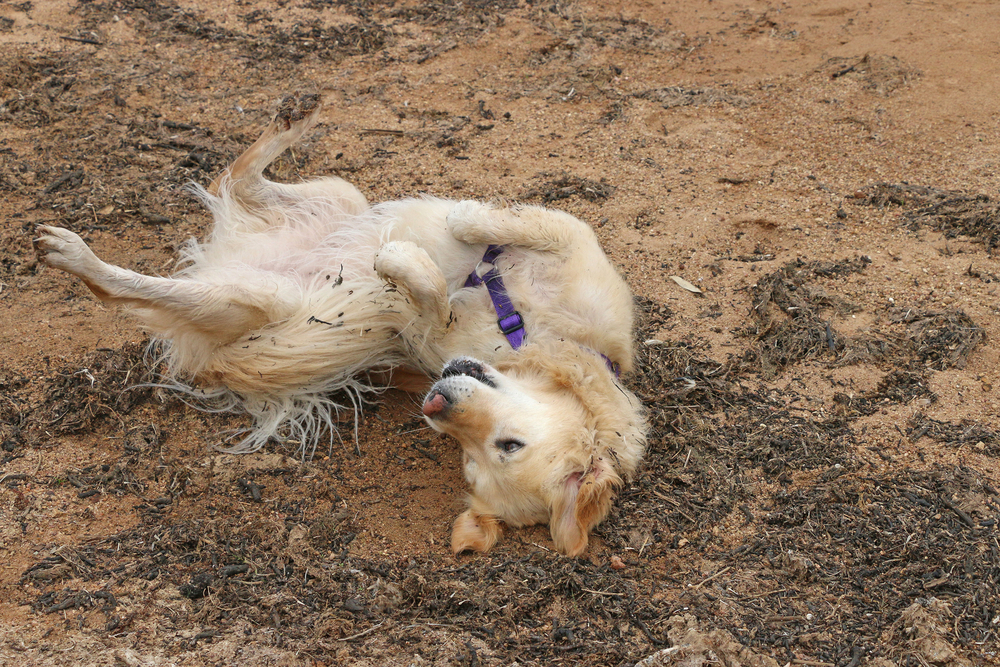 Why Do Dogs Roll in Dirt? 7 Vet-Verified Reasons