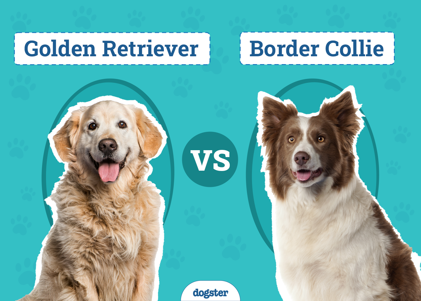 Golden Retriever vs Border Collie: Notable Differences (With Pictures)