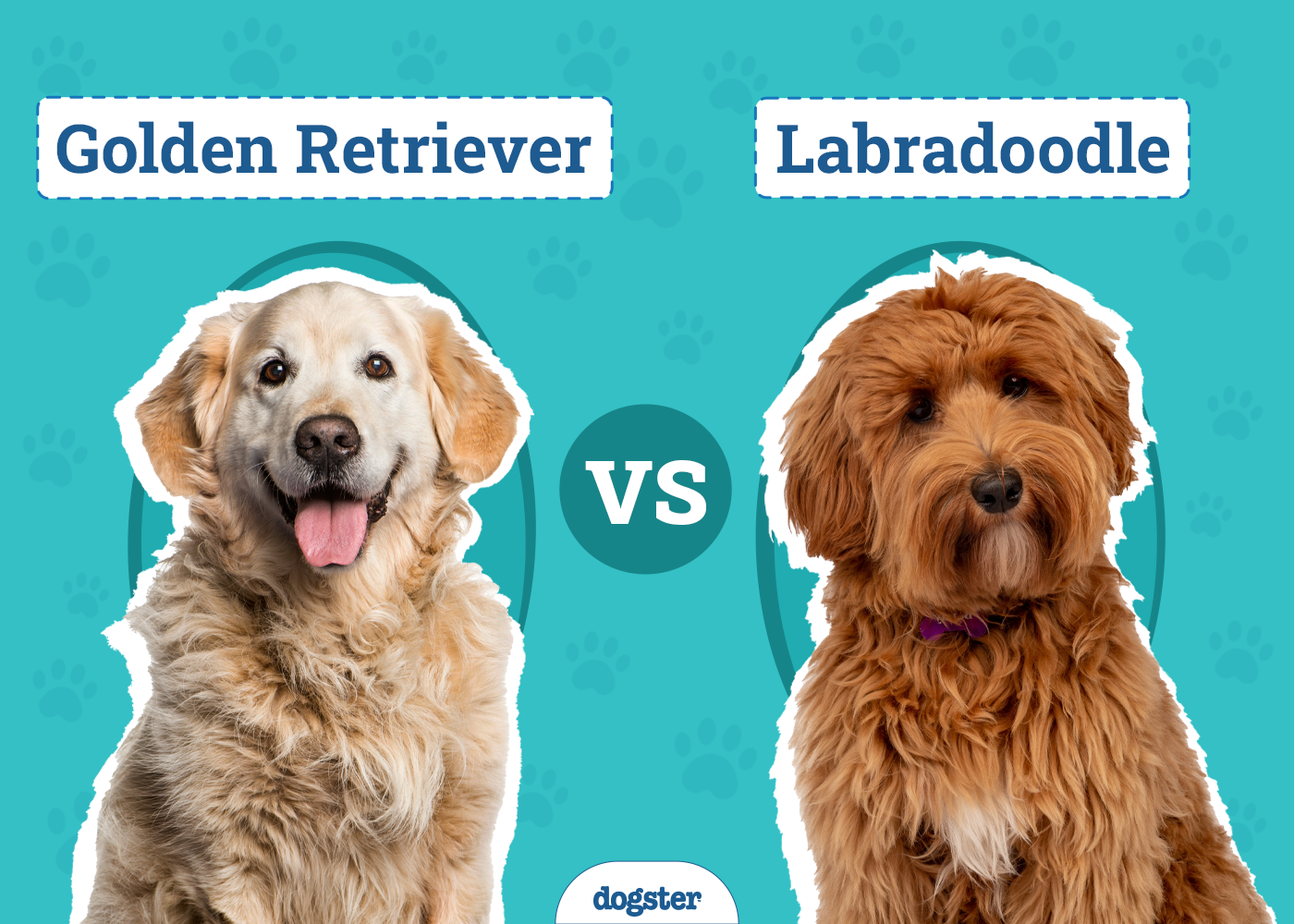 Golden Retriever vs Labradoodle: Surprising Differences (With Pictures)