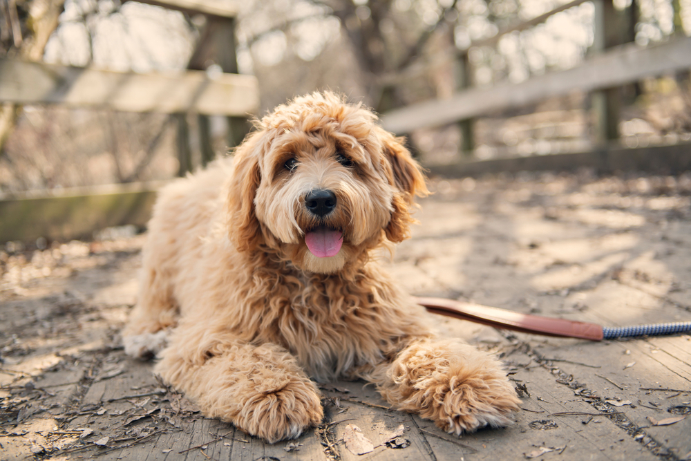 What Are Designer Dogs? Interesting Facts & FAQ