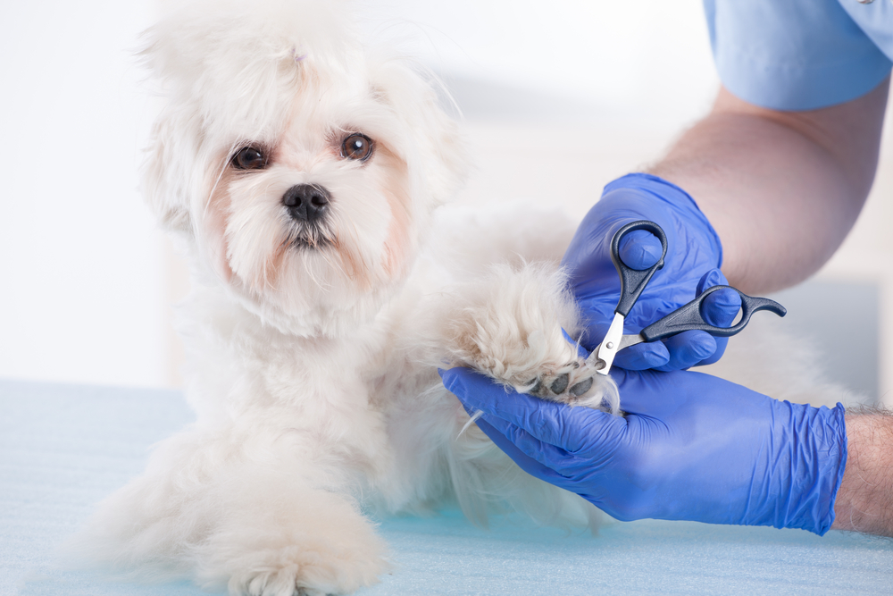 Groomer trimming Maltipoos paws