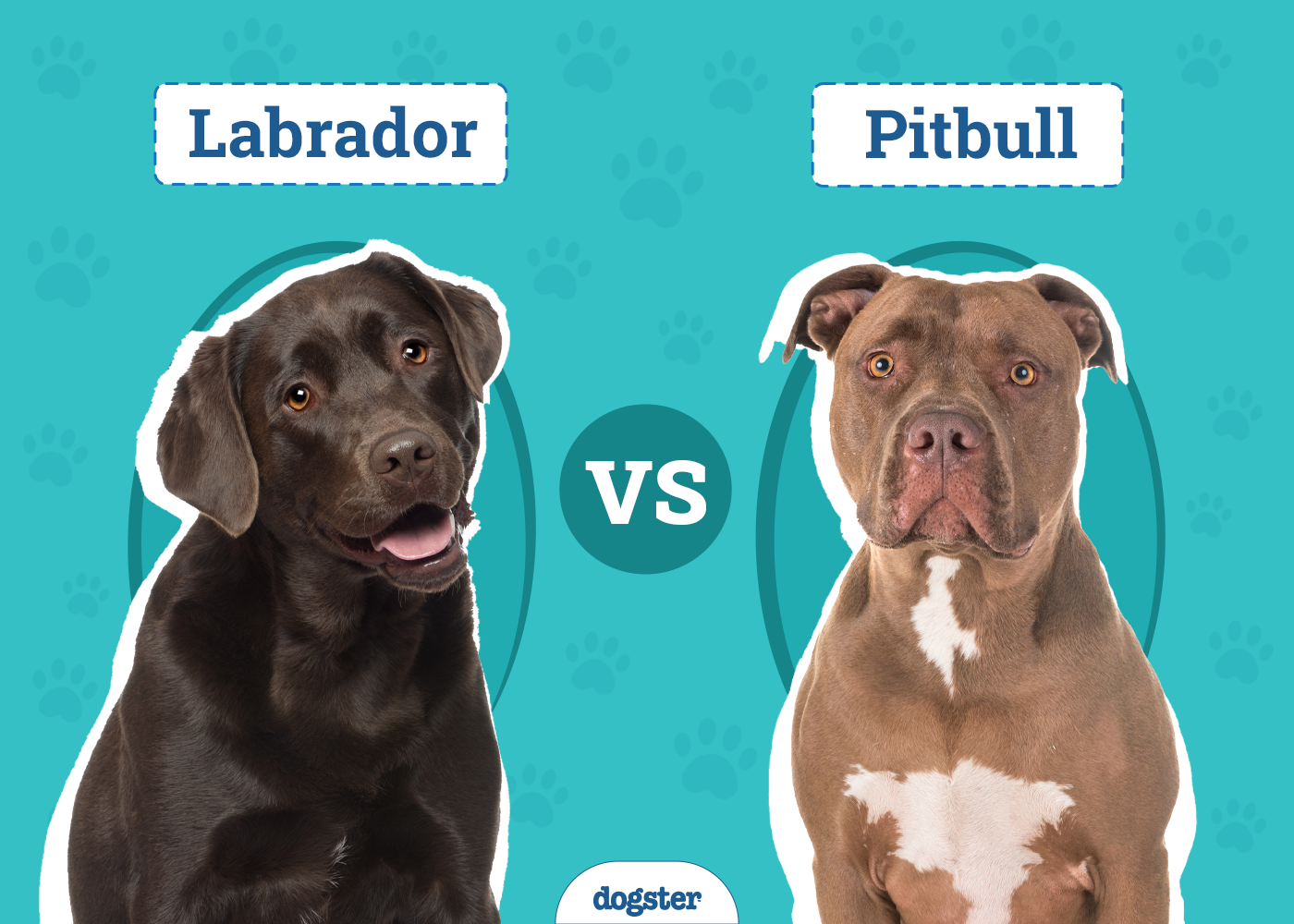 Labrador vs Pitbull: The Differences (With Pictures)