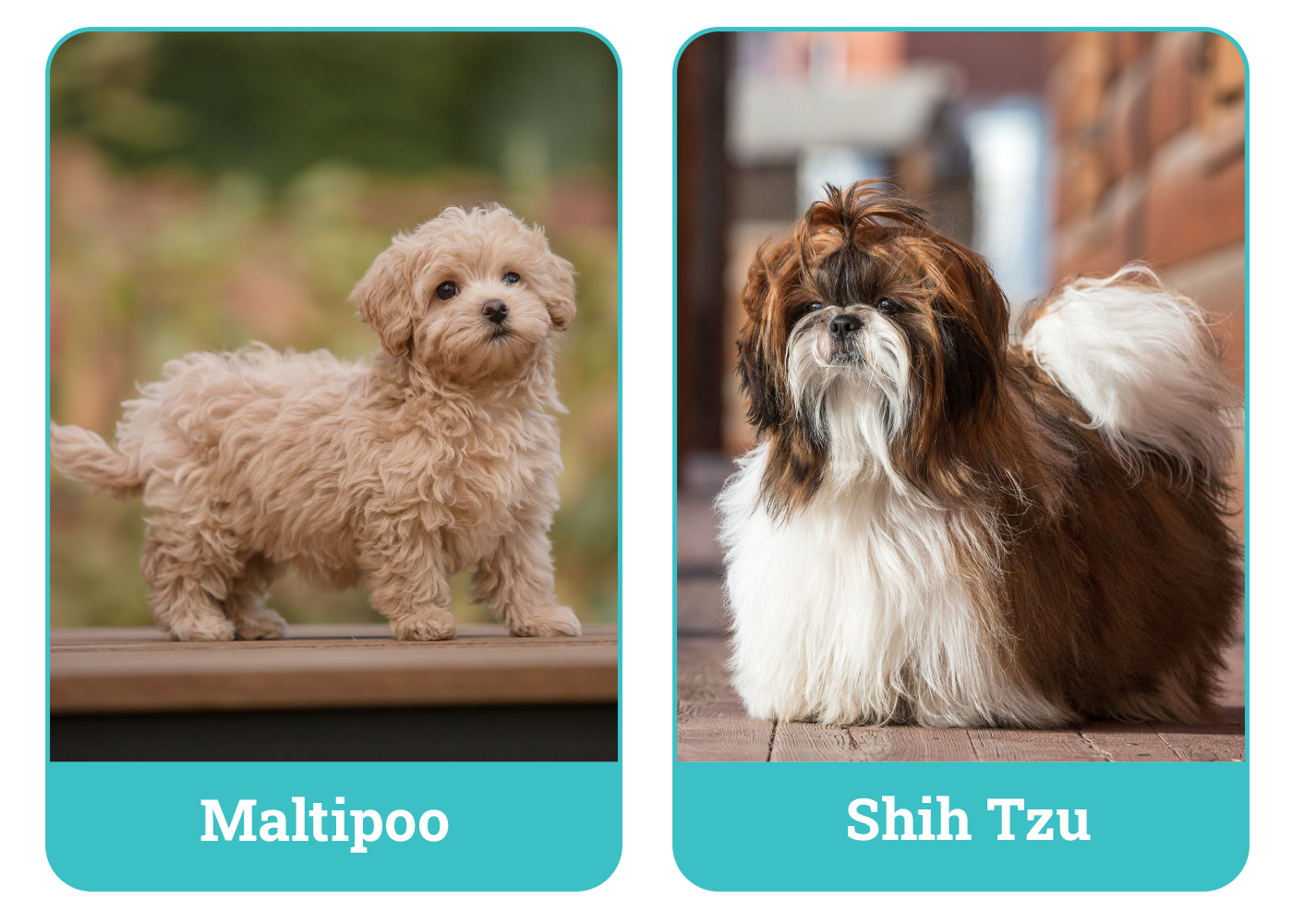 Maltipoo vs Shih Tzu