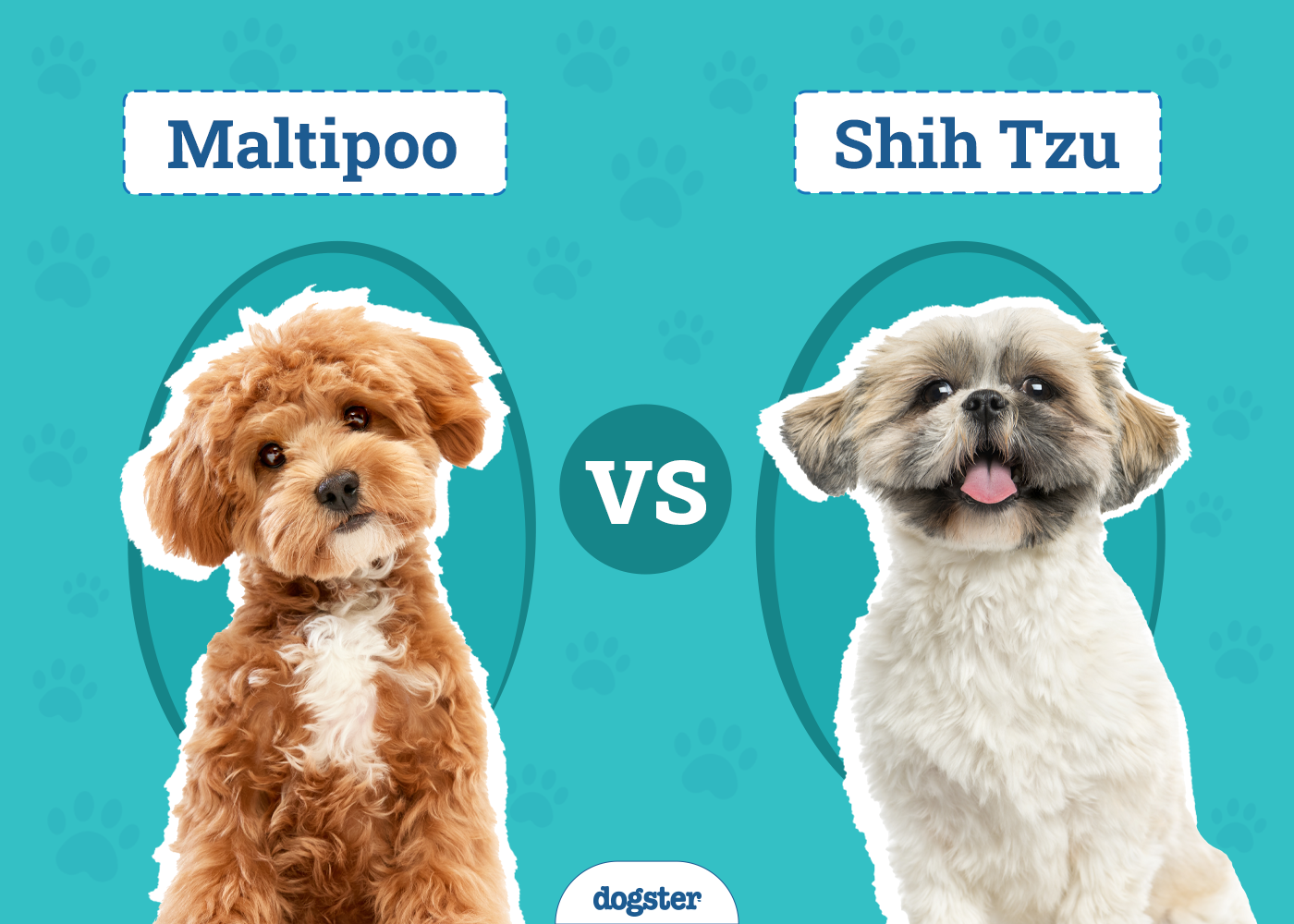 Maltipoo vs Shih Tzu: The Differences (With Pictures)