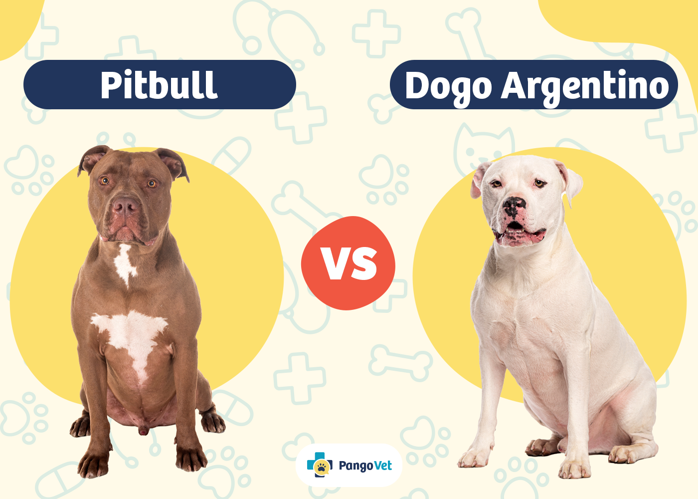 Pitbull vs Dogo Argentino: The Differences (With Pictures)