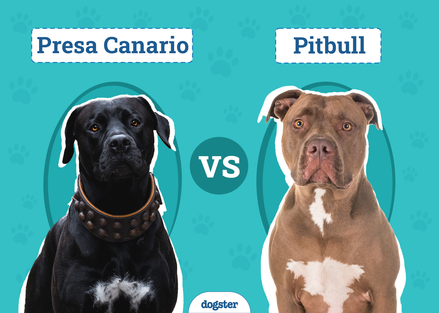Presa Canario vs Pitbull: Notable Differences (With Pictures)