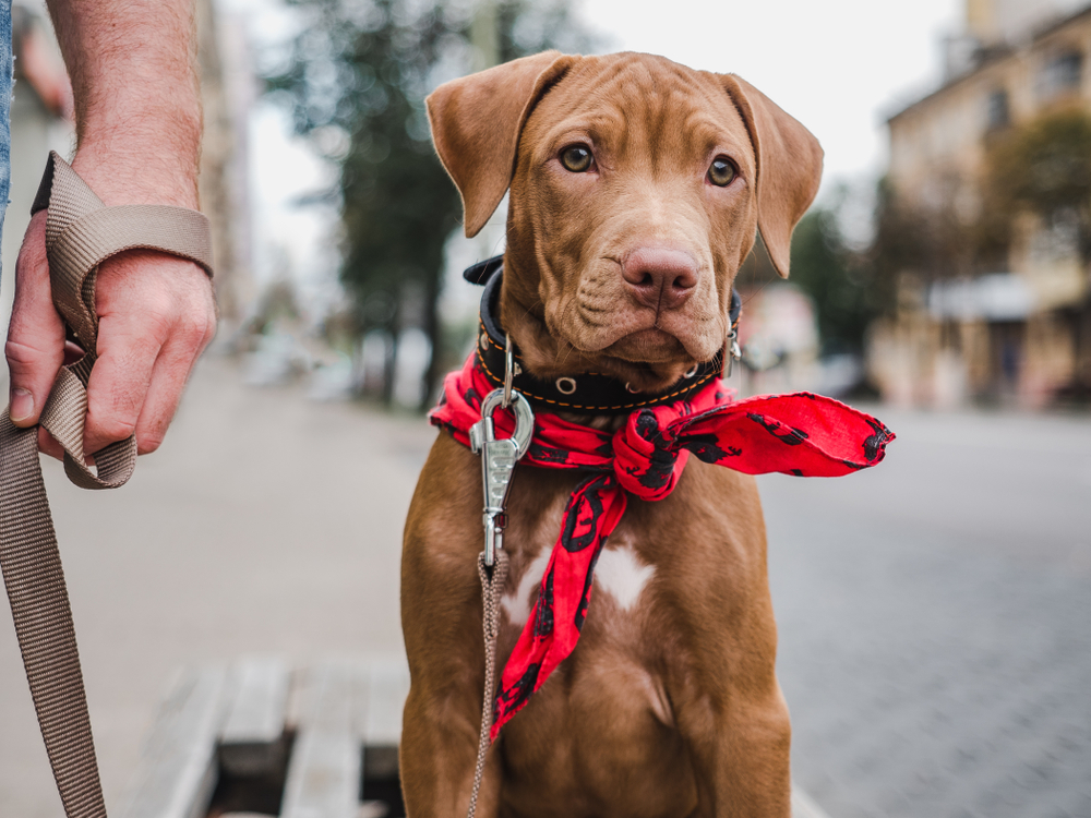 Red Pit Bulls dog leash with owner walking