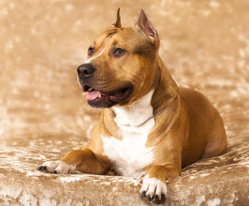 Sable Combinations Pit bull