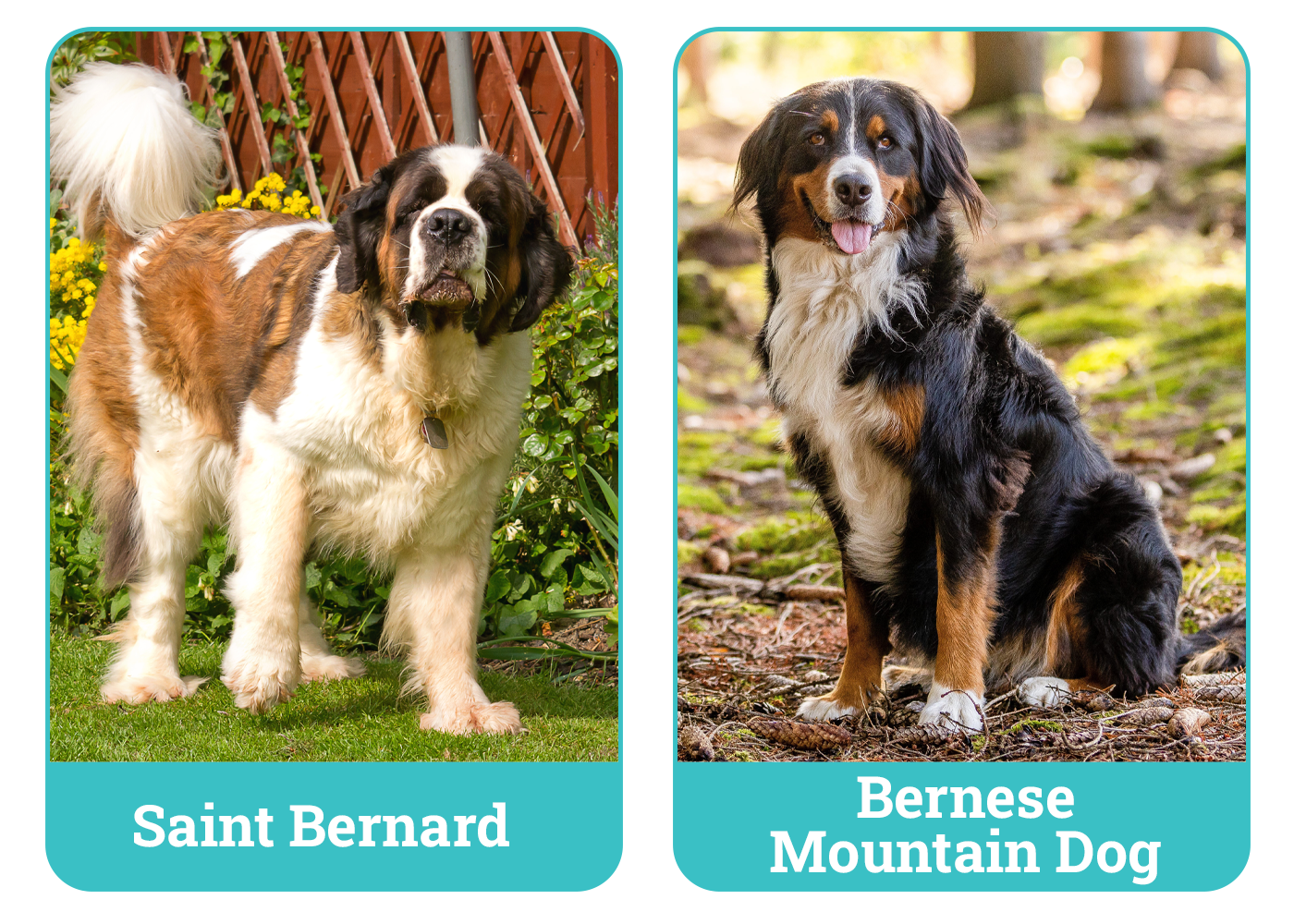 Saint Bernard vs. Bernese Mountain Dog