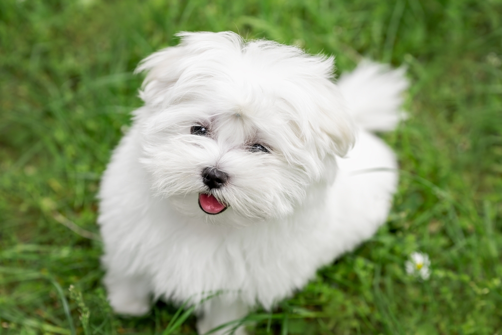 White Maltese puppy sitting in grass with tongue out and long haircut