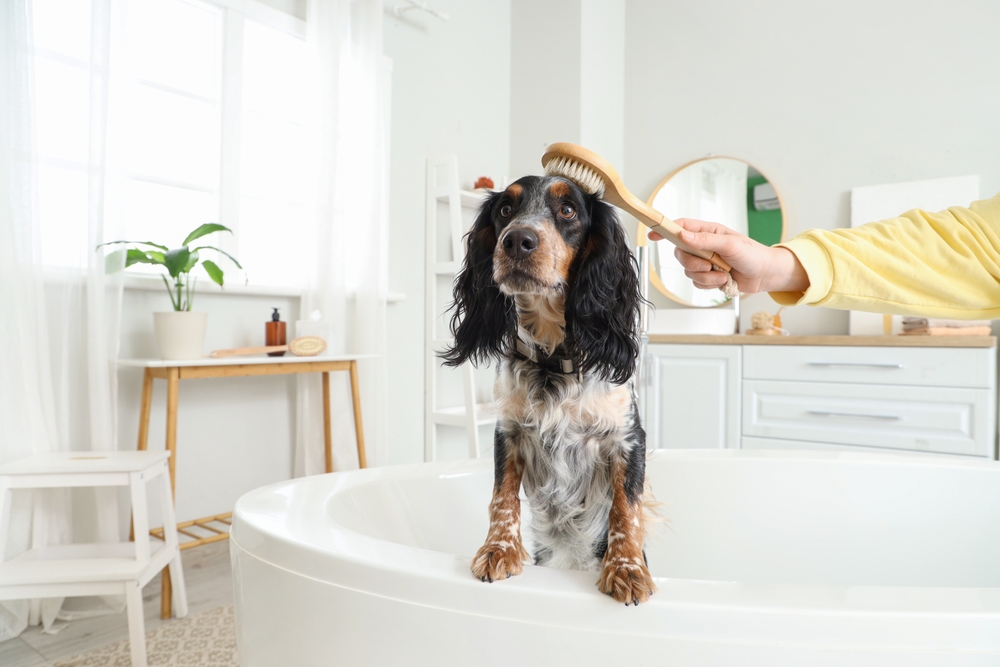 Woman Grooming Brushing Cocker Spaniel Dog