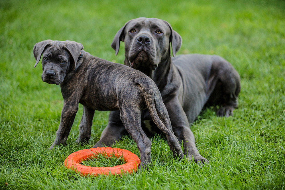 blue brindle cane corso puppy and adult dog