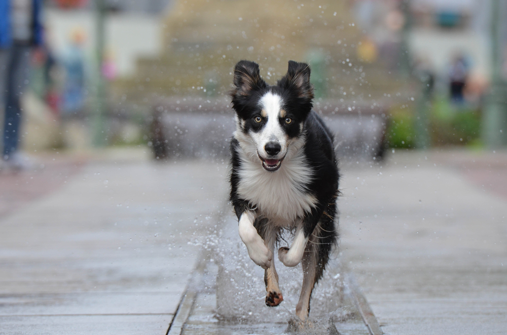 How Fast Are Border Collies? Vet-Reviewed Speed Comparison & FAQs