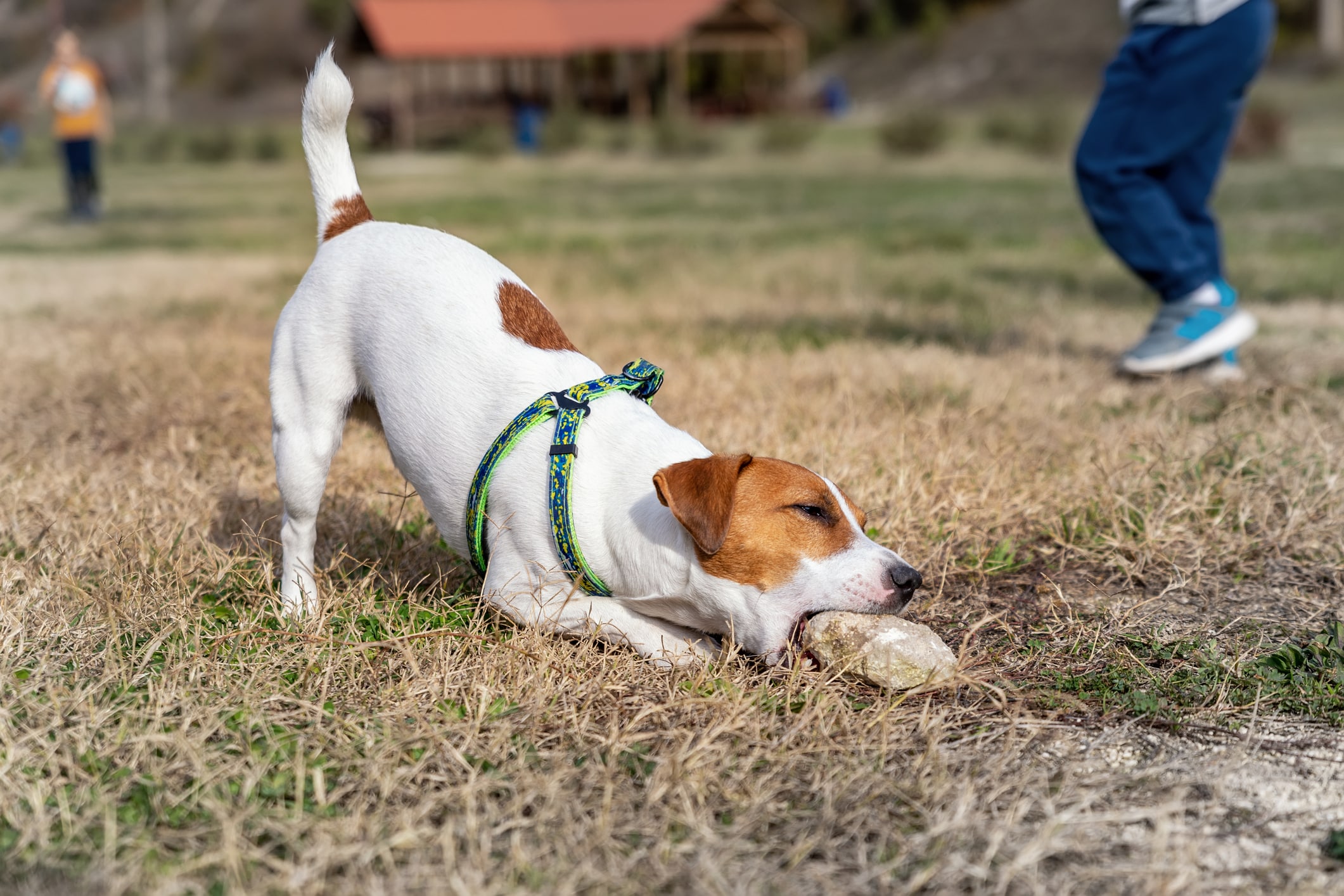 Why Do Dogs Eat Rocks? Reasons & How to Stop It