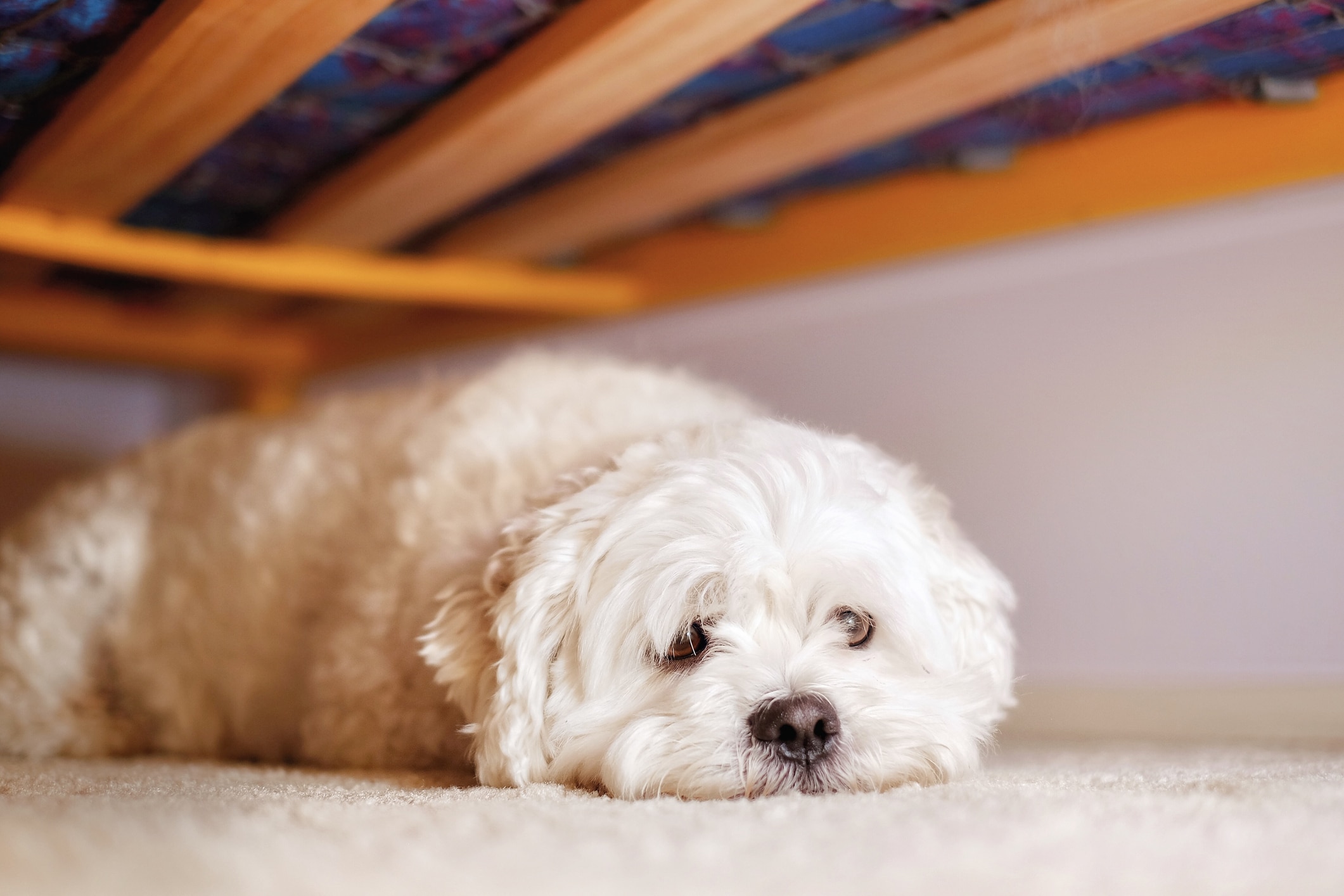 Why Is My Dog Acting Weird After Vacation? 7 Vet-Reviewed Possible Reasons