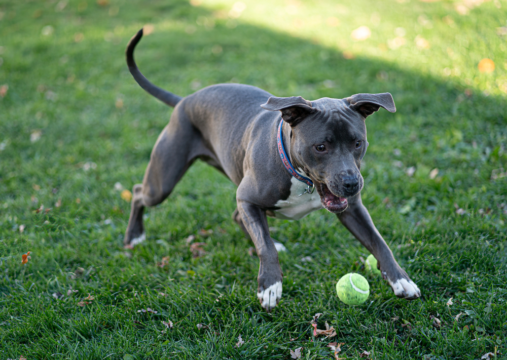 female grey-blue pitbull puppy playing with a ball