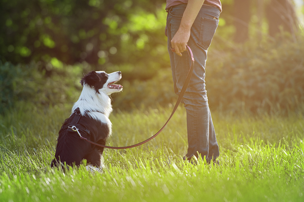 What to Do When an Off-Leash Dog Approaches Your Leashed Dog: Vet-Approved Tips