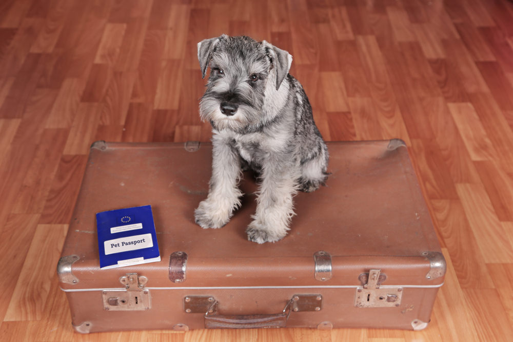 How to Get a Canadian Pet Passport in 2026: A Complete Guide
