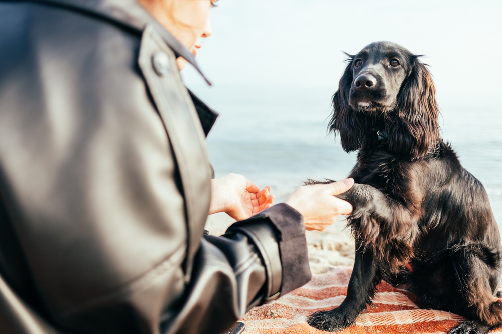10 Cocker Spaniel Grooming Tips (With Pictures)