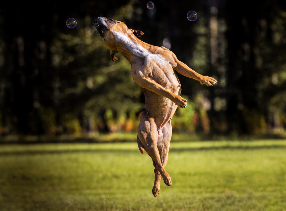How to Train a Pit Bull: 7 Vet-Approved Tips