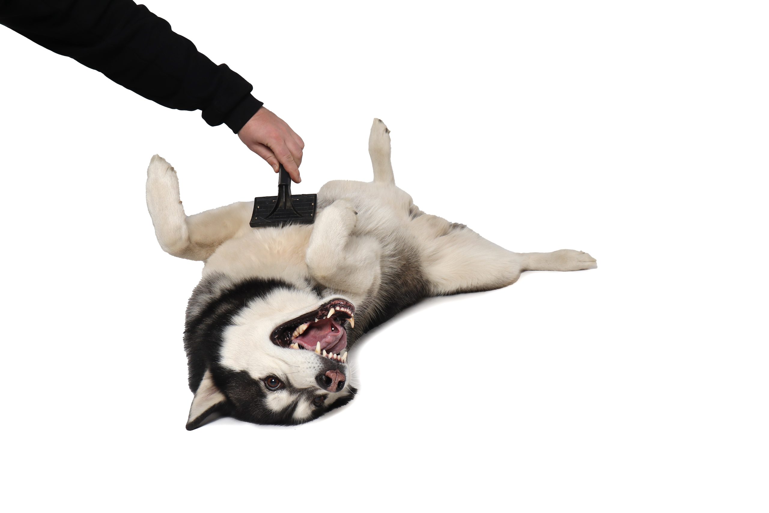 Black Siberian Husky boy being brushed with a brush on a white background