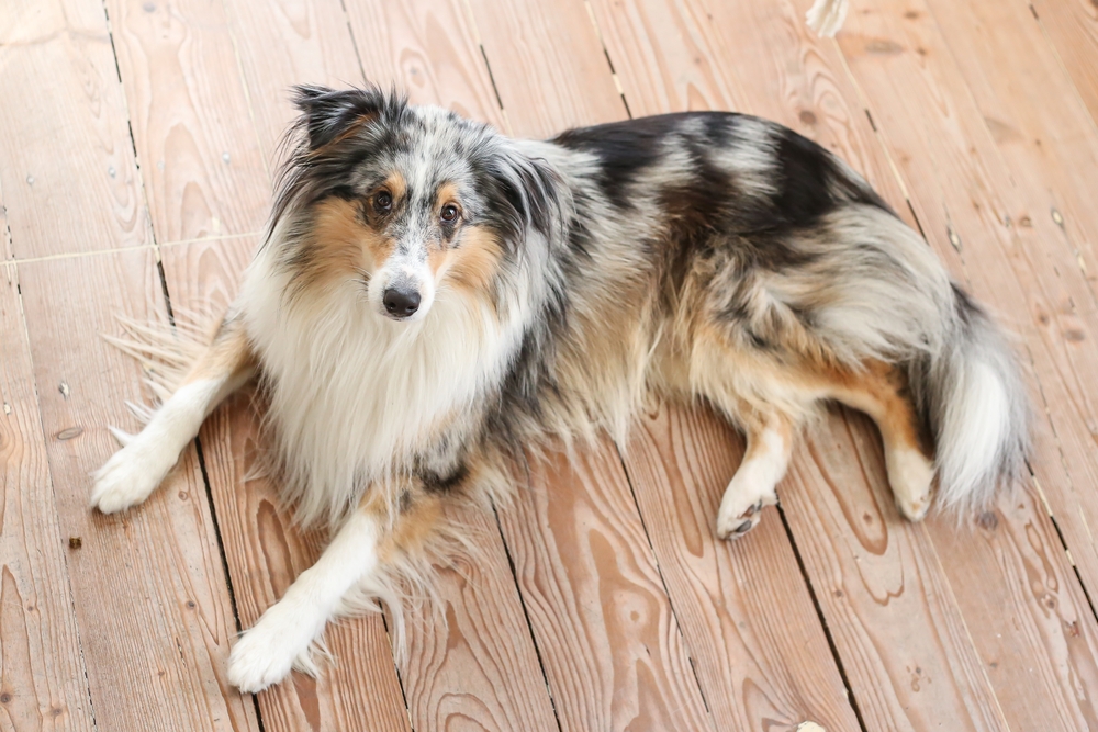 Merle Dogs: Breeding Problems With Colors