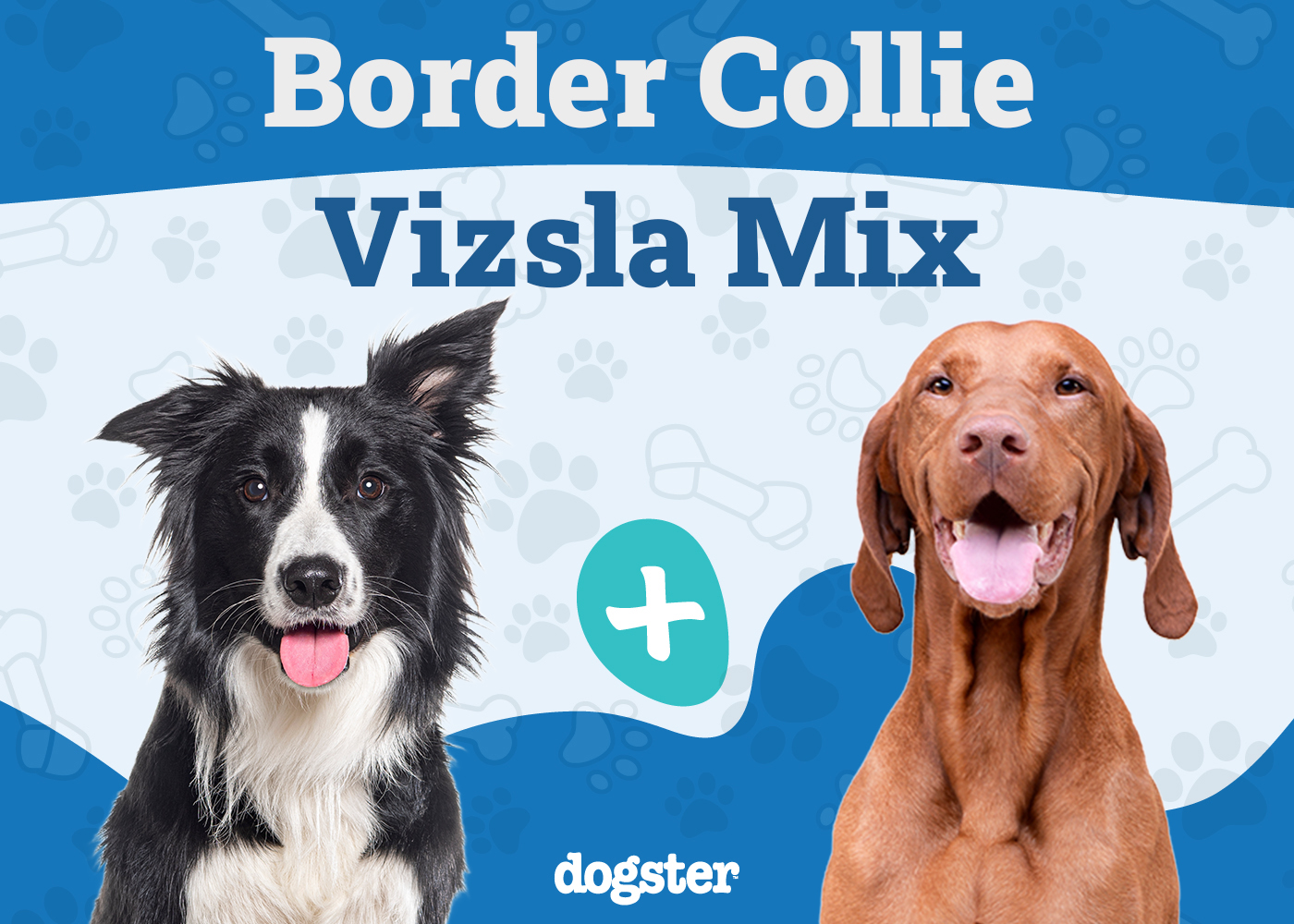 Border Collie-Vizsla Mix: Info, Pictures, Temperament & More