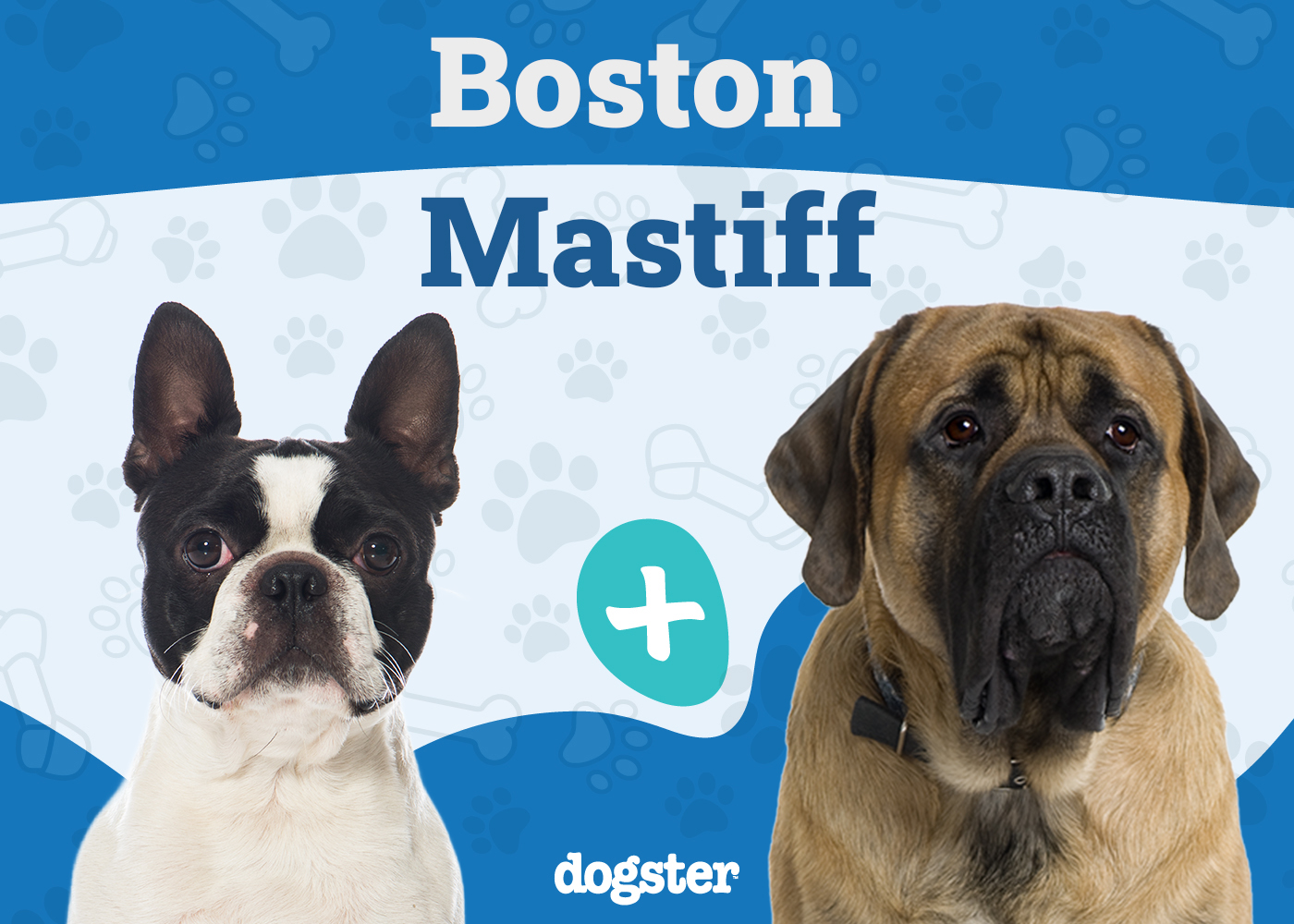 Boston Mastiff (Boston Terrier & Mastiff Mix): Info, Pictures, Temperament & More