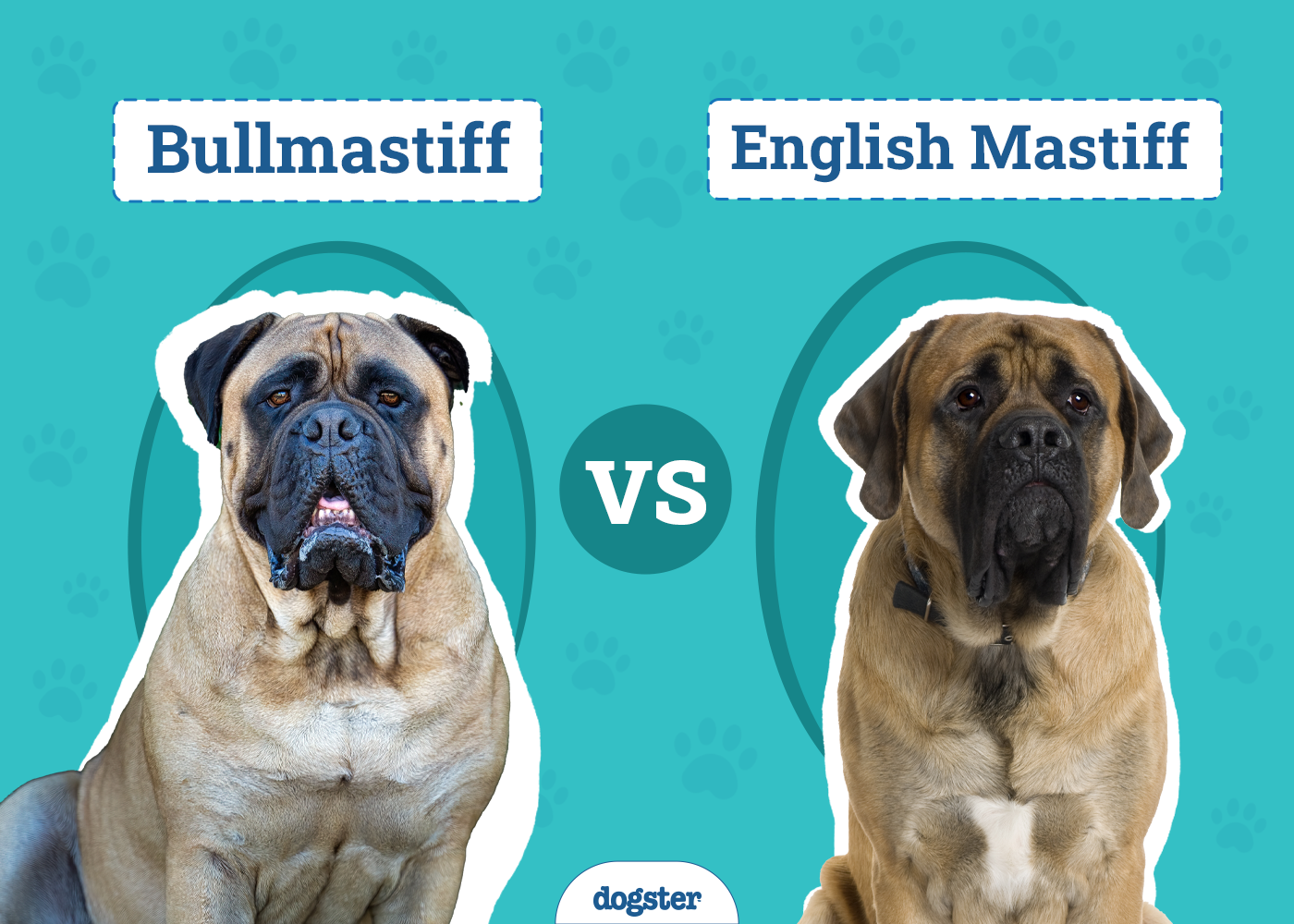 Bullmastiff vs. English Mastiff: Differences Explained (With Pictures)