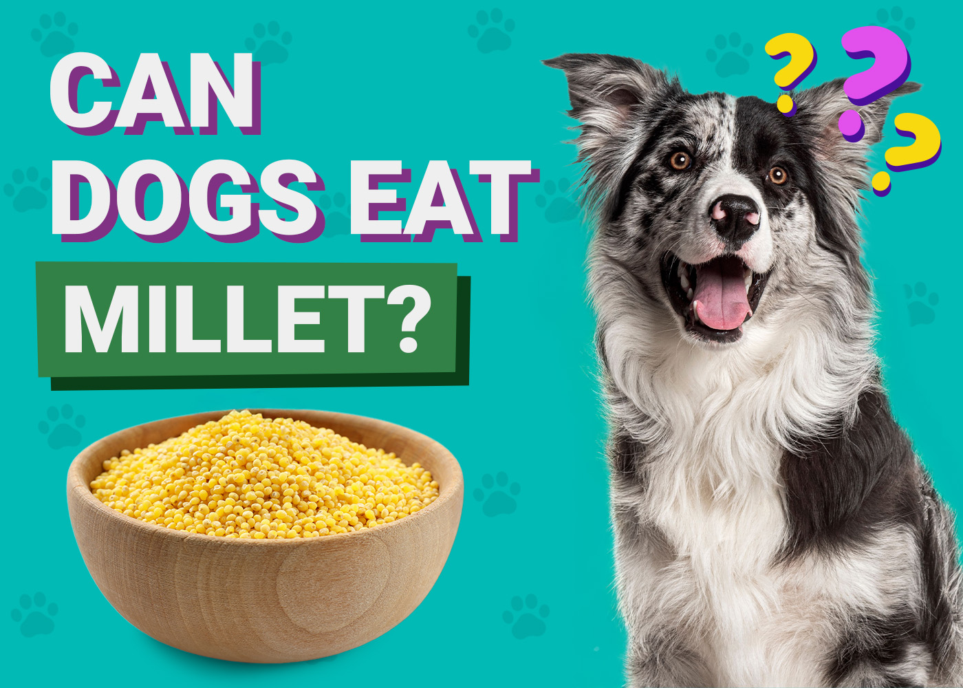 Can Dogs Eat Millet? Vet-Verified Benefits & Potential Risks