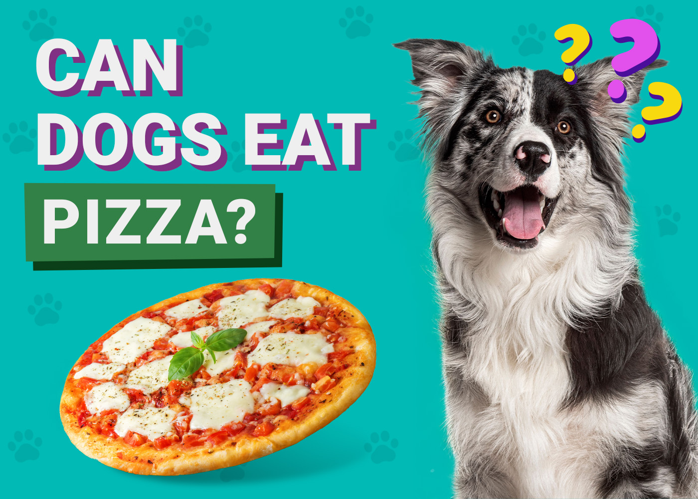 Can Dogs Eat Pizza? Vet-Verified Nutrition Facts & FAQ