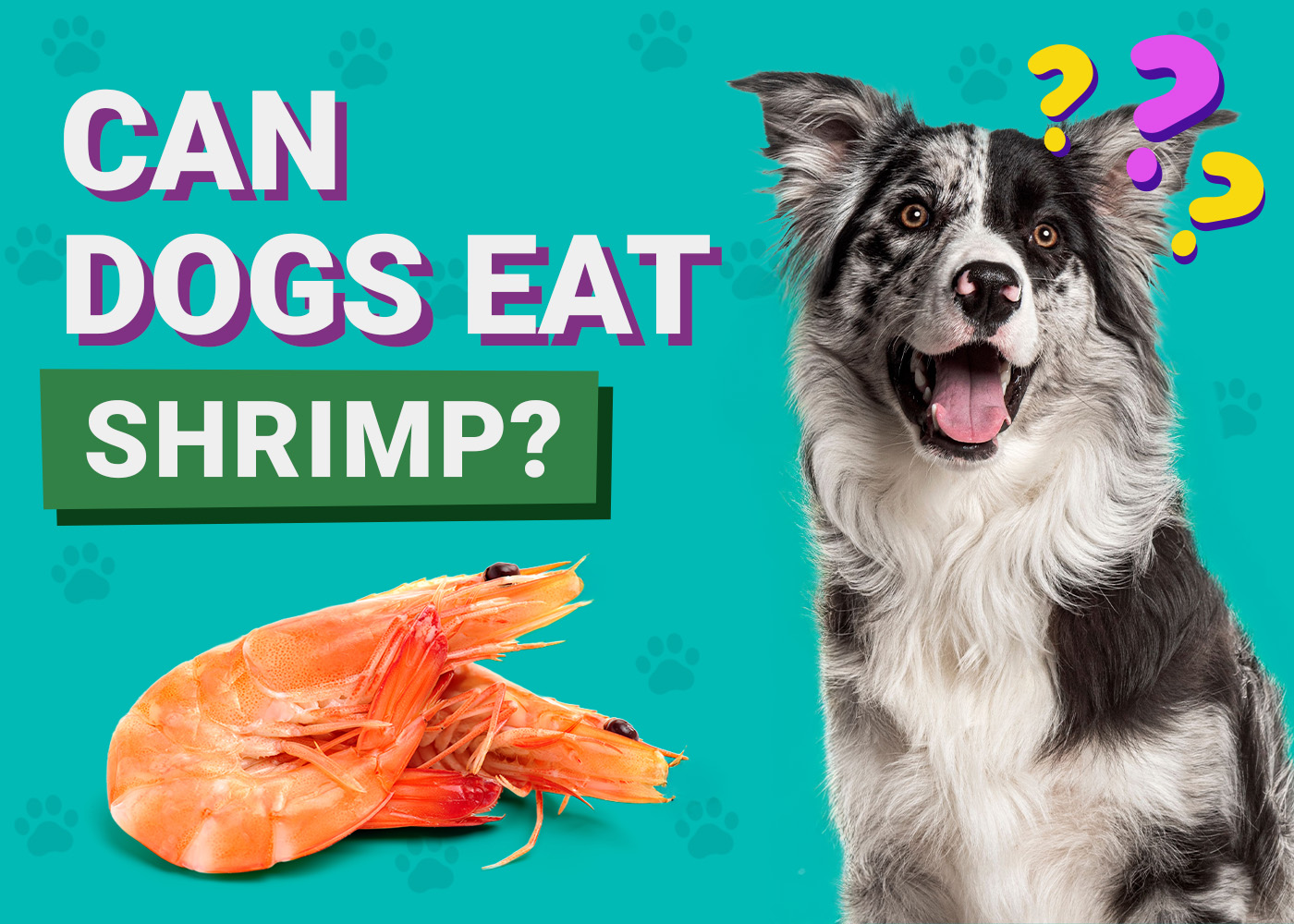 Can Dogs Eat Shrimp? Vet-Verified Facts, Benefits & Risks