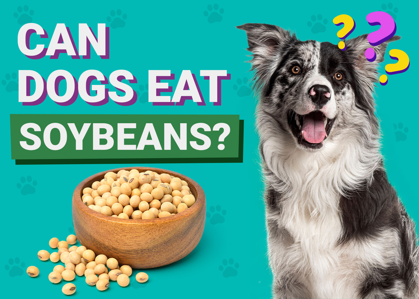 Can Dogs Eat Soybeans? Vet-Verified Facts & FAQ