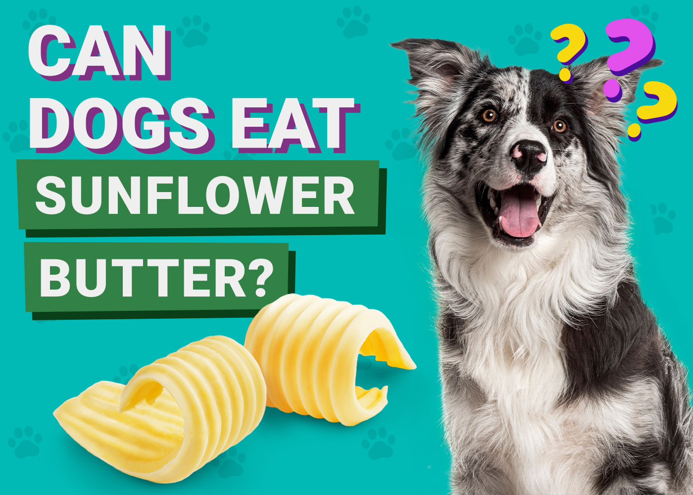 Can Dogs Eat Sunflower Butter? Vet-Reviewed Facts & FAQ