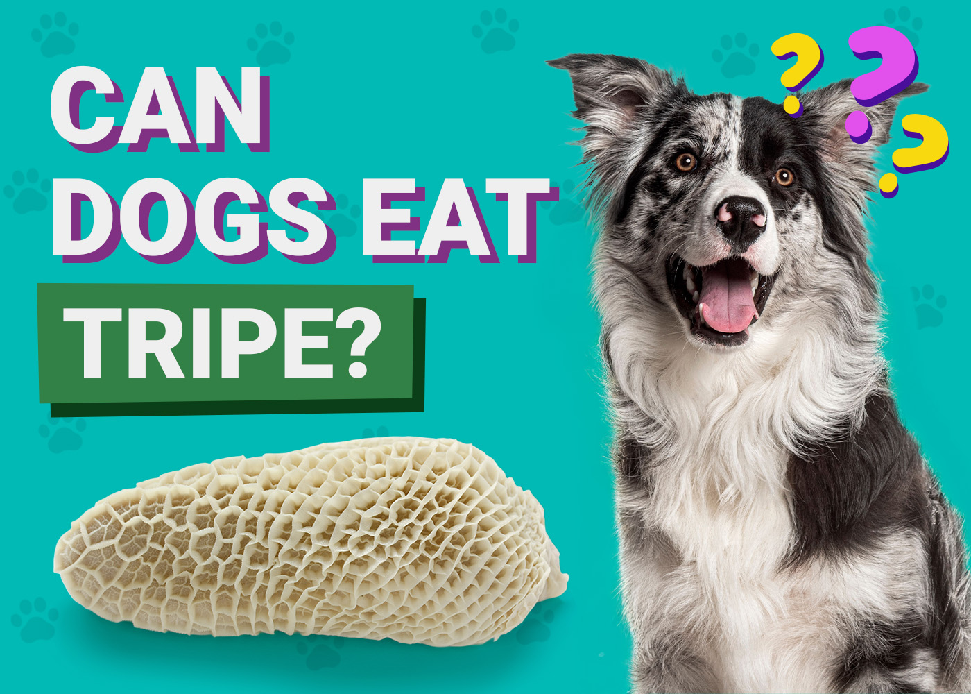 Can Dogs Eat Tripe? Vet-Reviewed Dietary Guidance